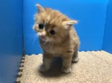 ミヌエット【群馬県・男の子・2018年4月9日・レッドタビー】の写真3