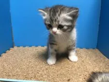 ミヌエット【群馬県・女の子・2018年4月9日・シルバータビー&ホワイト】の写真3