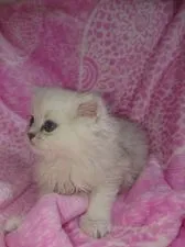 ペルシャ(チンチラ)【群馬県・女の子・2019年1月2日・チンチラシルバー】の写真4