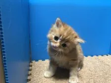 ミヌエット【群馬県・男の子・2018年4月9日・レッドタビー】の写真4