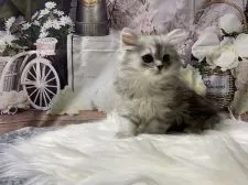 ペルシャ(チンチラ)【群馬県・女の子・2021年12月10日・シェーデットシルバー】の写真4