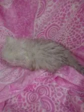 ペルシャ(チンチラ)【群馬県・女の子・2019年1月2日・チンチラシルバー】の写真5
