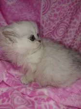 ペルシャ(チンチラ)【群馬県・女の子・2019年1月2日・チンチラシルバー】の写真5