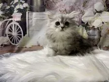 ペルシャ(チンチラ)【群馬県・女の子・2021年12月10日・シェーデットシルバー】の写真5