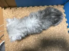 ペルシャ(チンチラ)【群馬県・男の子・2018年4月10日・チンチラシルバー】の写真5