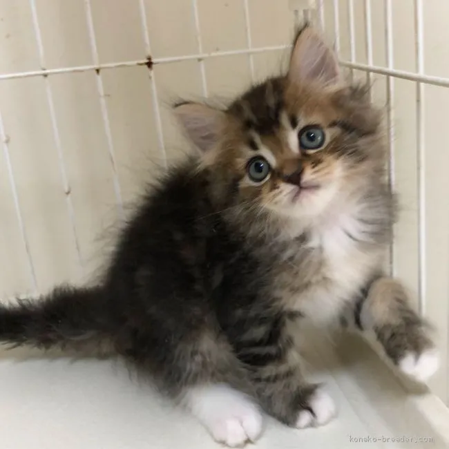 ID：1906-02150の子猫