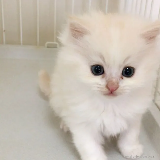 ID：2003-01797の子猫