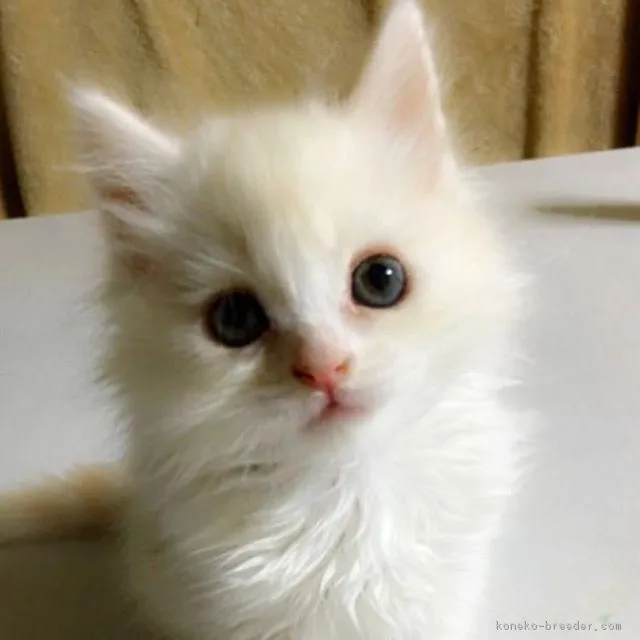 ID:1705-01229の子猫