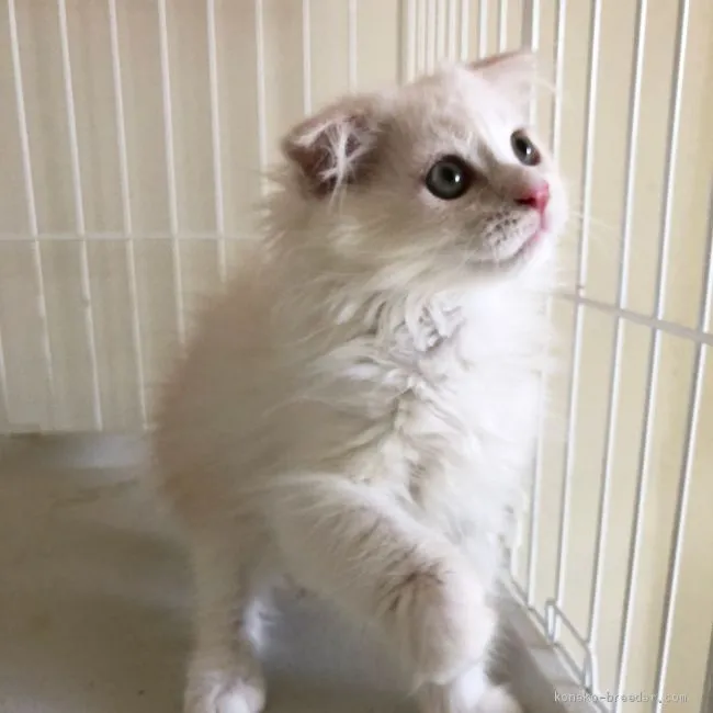 ID：1907-01407の子猫