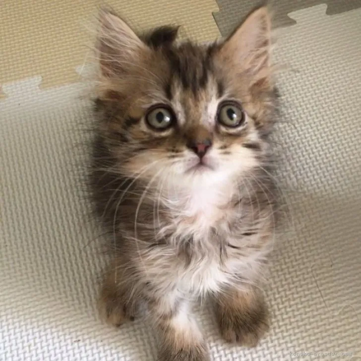 ID：2308-02987の子猫