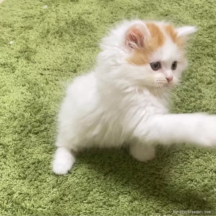 ID:2404-03072の子猫