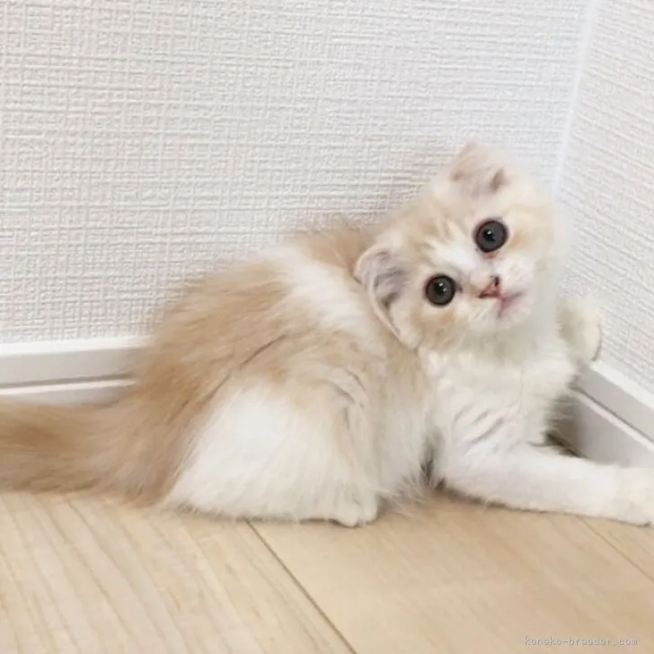 A.Y 様のお迎えした子猫