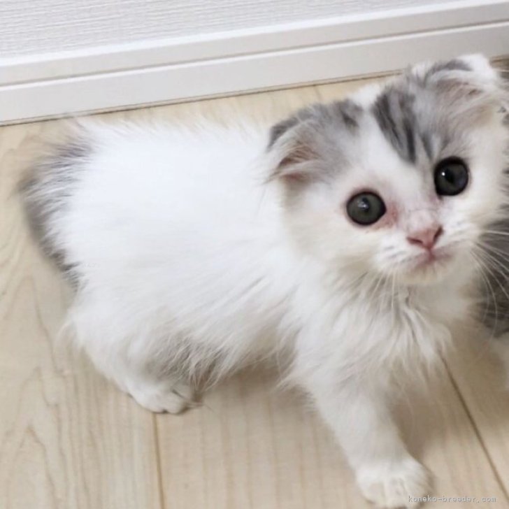 A.Y 様のお迎えした子猫