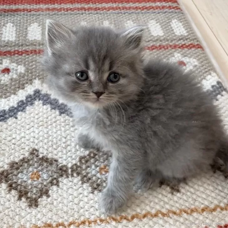 ID：2403-00576の子猫