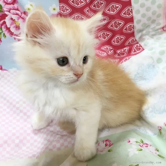ID:1806-00248の子猫