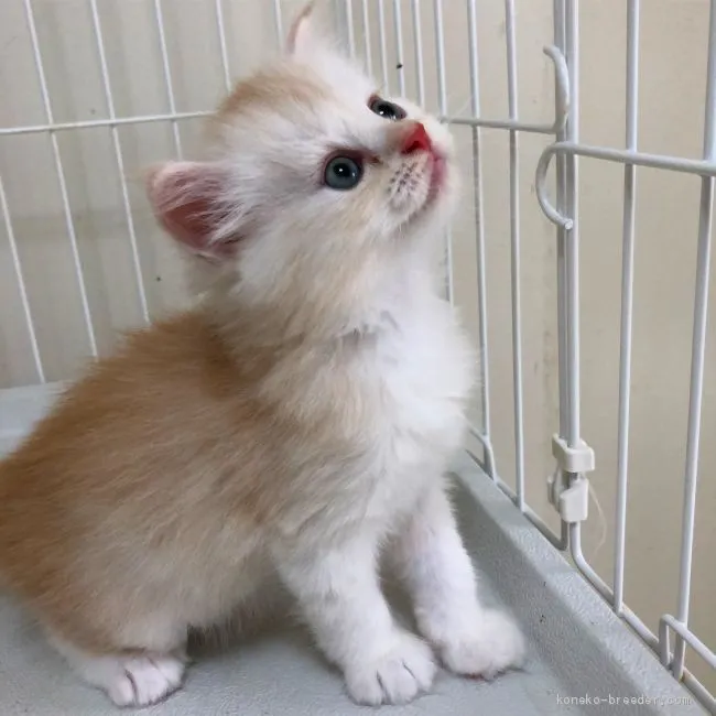 ID:1907-01546の子猫