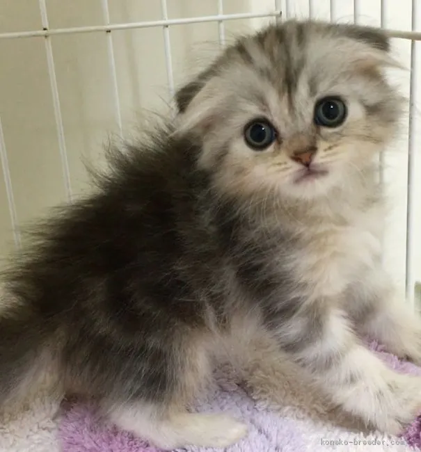 ID：2008-01635の子猫