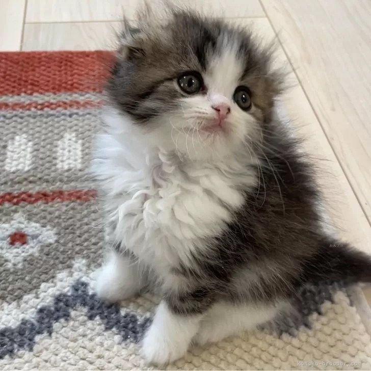 ID：2403-00575の子猫