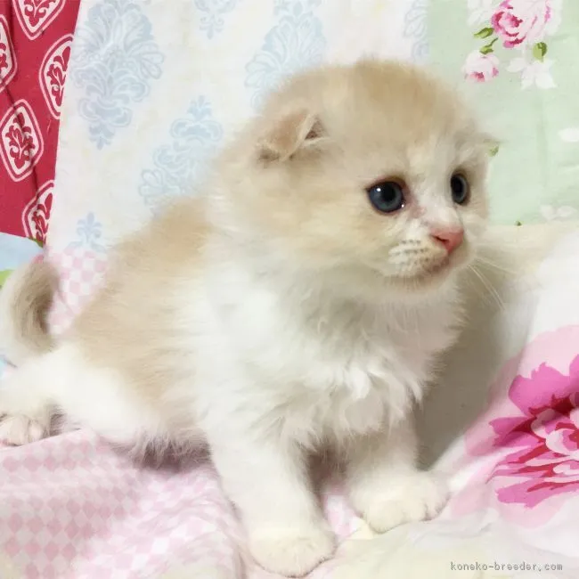 ID:1809-01312の子猫
