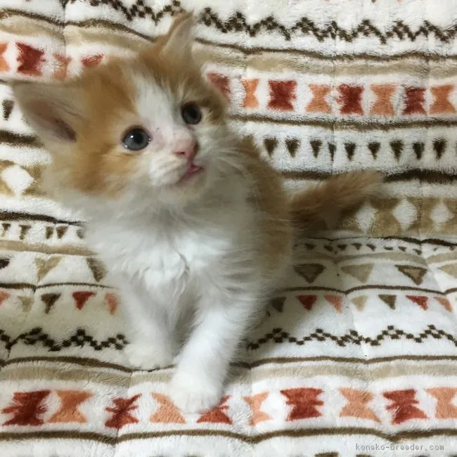 ID:1802-00663の子猫