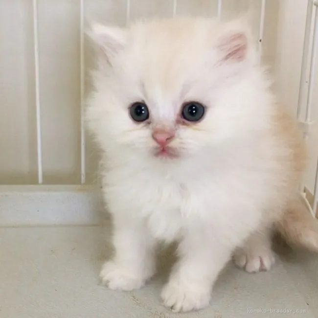 ID：2003-01795の子猫