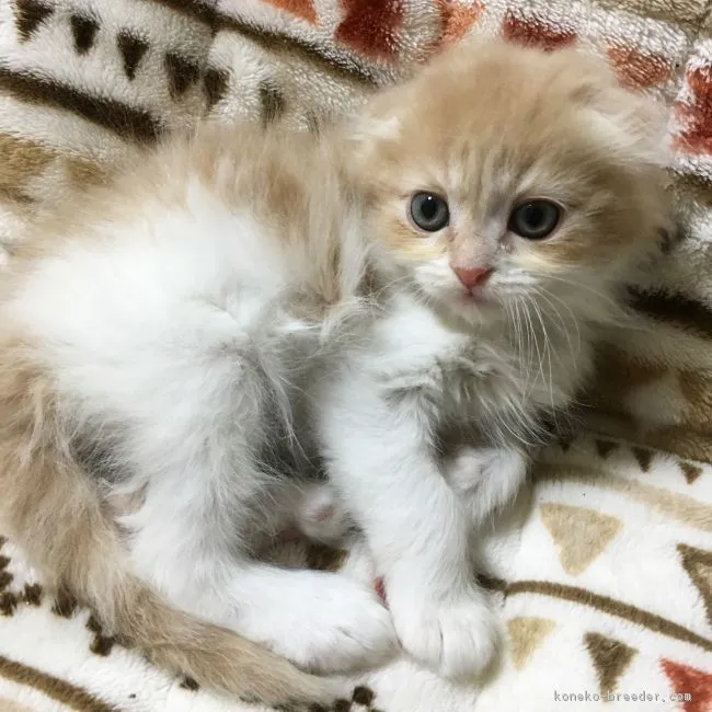 ID：1802-00586の子猫