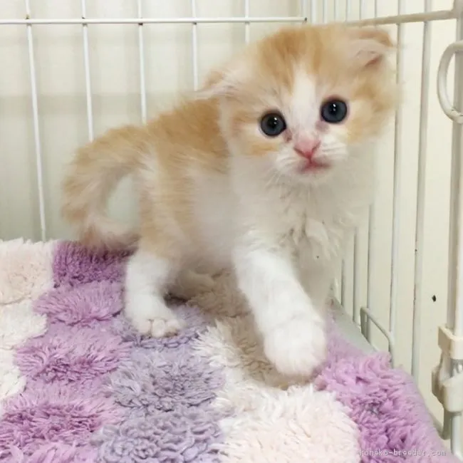 ID：2007-00901の子猫