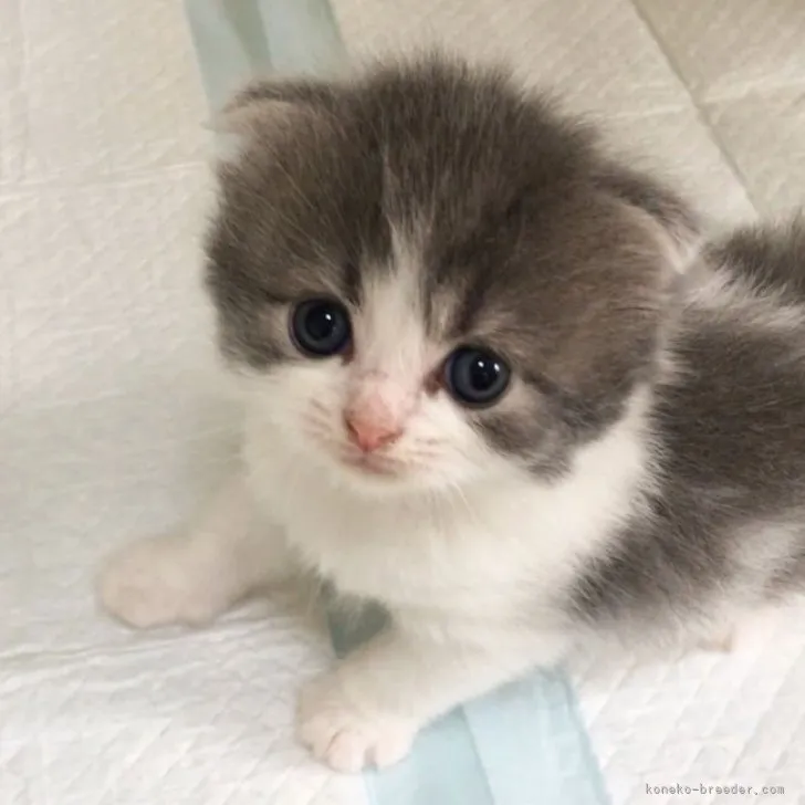 ID：2308-02551の子猫