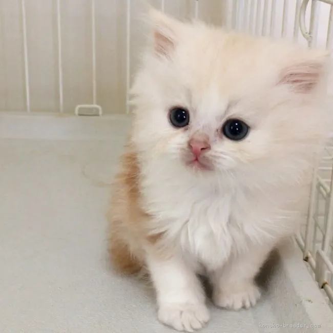 ID：2003-01792の子猫