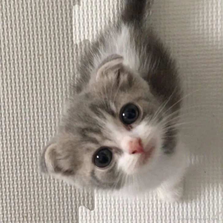 ID：2308-02977の子猫