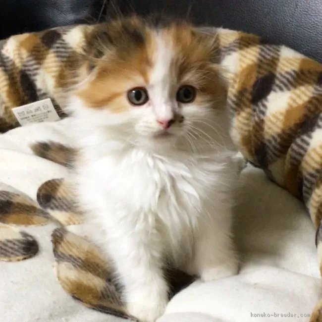 ID:1911-00863の子猫
