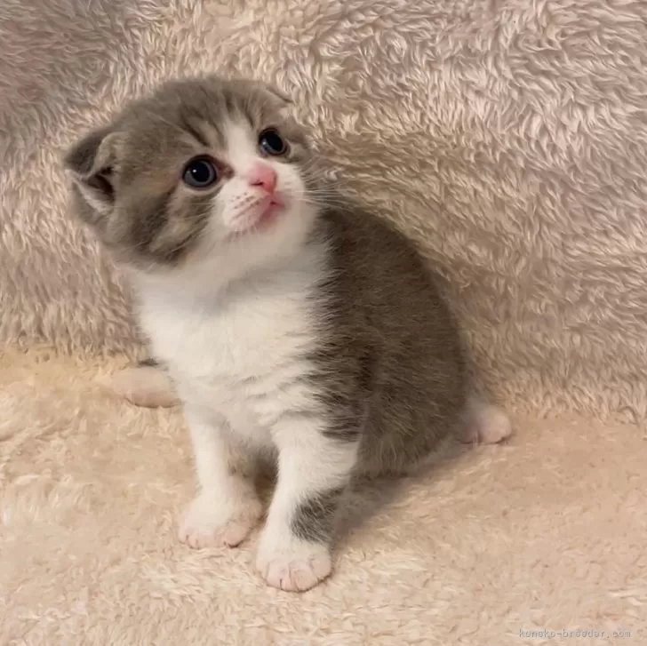 ID：2404-02591の子猫