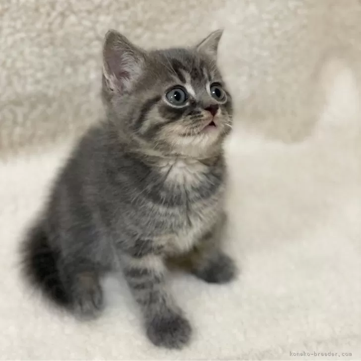 ID：2401-00094の子猫