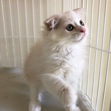 スコティッシュフォールド(折れ耳)【大阪府・男の子・2019年6月15日・クリーム&ホワイト】の写真「元気いっぱいの男の子」