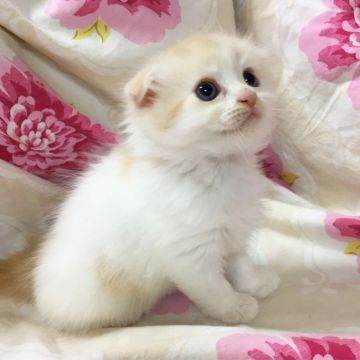 スコティッシュフォールド(折れ耳)【大阪府・女の子・2018年4月23日・クリーム&ホワイト】の写真「可愛いお顔の女の子」