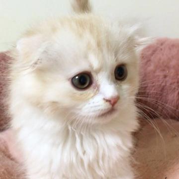 スコティッシュフォールド(折れ耳)【大阪府・男の子・2022年9月24日・クリーム&ホワイト】の写真「もふもふ可愛い子です」