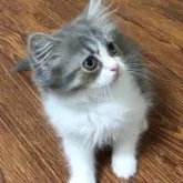 スコティッシュフォールド(立ち耳)【大阪府・男の子・2023年2月20日・ブルー&ホワイト】の写真1「2023.05.15撮影」