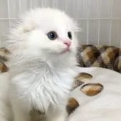 スコティッシュフォールド(折れ耳)【大阪府・男の子・2019年10月2日・クリーム&ホワイト】の写真1