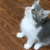 スコティッシュフォールド(立ち耳)【大阪府・男の子・2023年2月20日・ブルー&ホワイト】の写真2