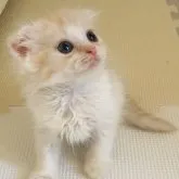 スコティッシュフォールド(折れ耳)【大阪府・男の子・2023年7月18日・クリーム&ホワイト】の写真2