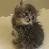 スコティッシュフォールド(立ち耳)【大阪府・男の子・2023年7月12日・ブルー】の写真3