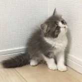 スコティッシュフォールド(立ち耳)【大阪府・女の子・2023年7月12日・ブルー&ホワイト】の写真3