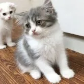 スコティッシュフォールド(立ち耳)【大阪府・男の子・2023年2月20日・ブルー&ホワイト】の写真3