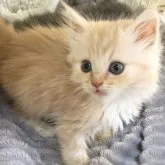 スコティッシュフォールド(立ち耳)【大阪府・男の子・2023年2月21日・カメオタビー&ホワイト】の写真4