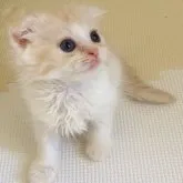 スコティッシュフォールド(折れ耳)【大阪府・男の子・2023年7月18日・クリーム&ホワイト】の写真4