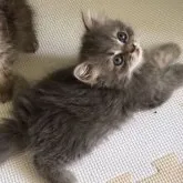 スコティッシュフォールド(立ち耳)【大阪府・男の子・2023年7月12日・ブルー】の写真4