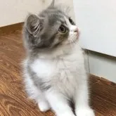 スコティッシュフォールド(立ち耳)【大阪府・男の子・2023年2月20日・ブルー&ホワイト】の写真4