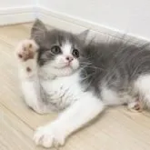 スコティッシュフォールド(立ち耳)【大阪府・女の子・2023年7月12日・ブルー&ホワイト】の写真5