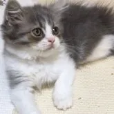 スコティッシュフォールド(立ち耳)【大阪府・男の子・2023年2月20日・ブルー&ホワイト】の写真5