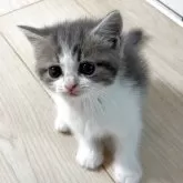 スコティッシュフォールド(立ち耳)【大阪府・男の子・2025年9月25日・ブルータビー&ホワイト】の写真11